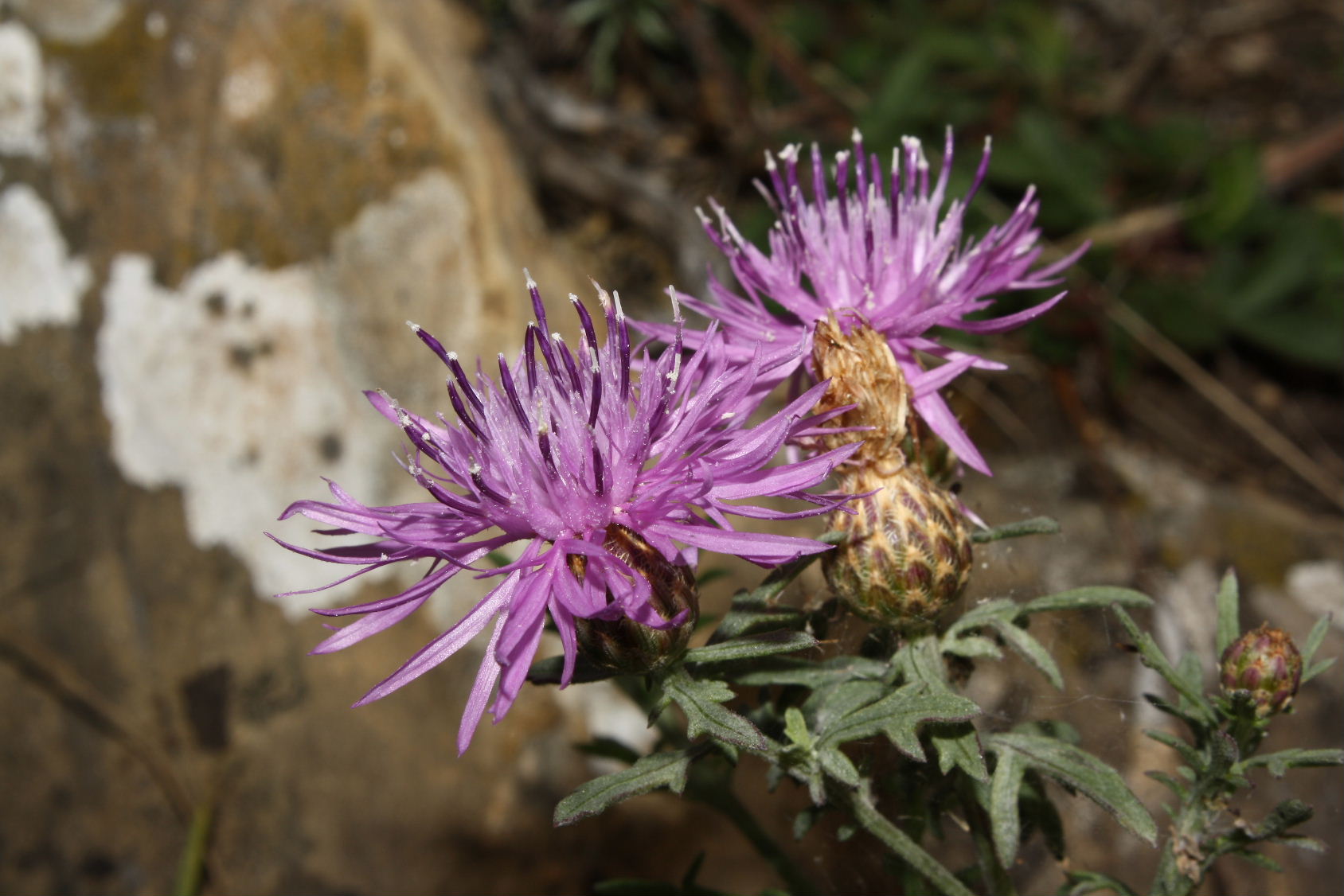 Centaurea aplolepa subsp. bertolonii / Fiordaliso di Bertoloni